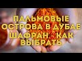 VLOG/ Дубай/ Поехала на пальмовые острова/ Как выбрать шафран