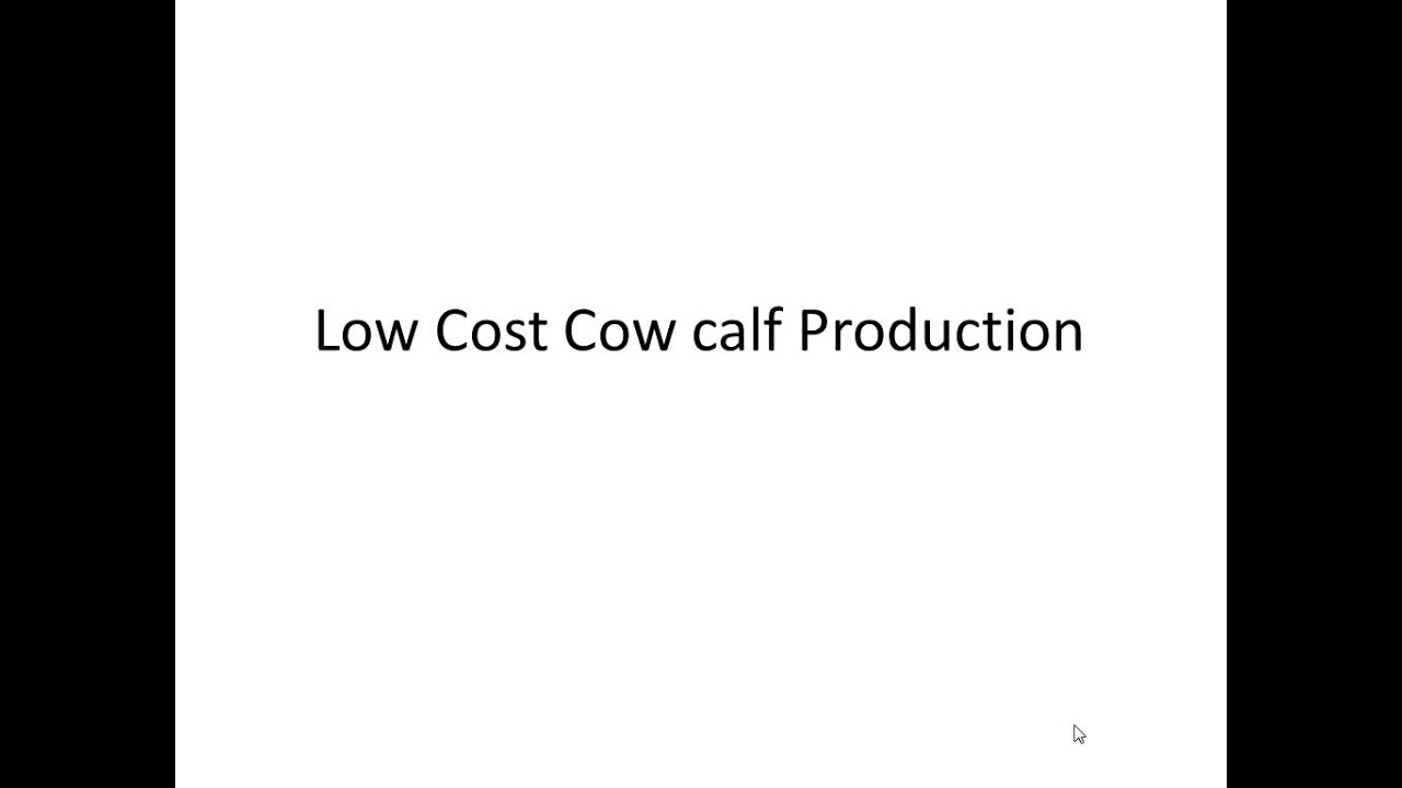 Low Cost Cow Calf Production YouTube