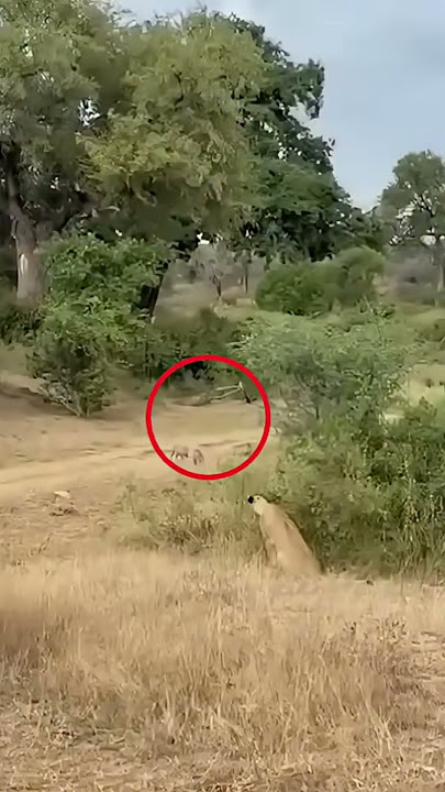 पेंगपेंग की रफ्तार हारी शेरों की चालाकी से 😱 | #shorts #viralvideo #animalrescue