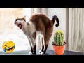 Funny cats and dogss  funniest animals 2023 7