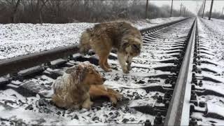 ПОЕЗД МЧАЛСЯ,НО СОБАКИ НЕ СДВИНУЛИСЬ С МЕСТА  ДВОЕ СУТОК ОТВАЖНЫЙ ПЁС ПРИКРЫВАЛ