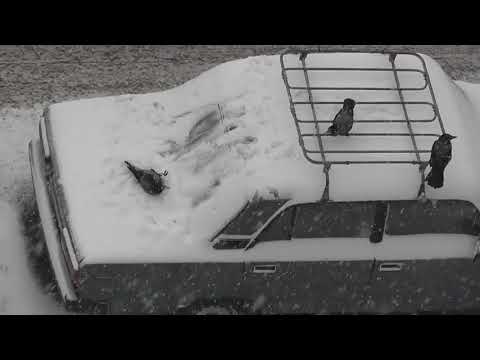 Two Crows Play in Snow on Car - 972897