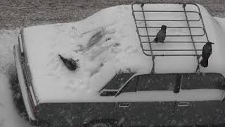 Two Crows Play in Snow on Car  972897