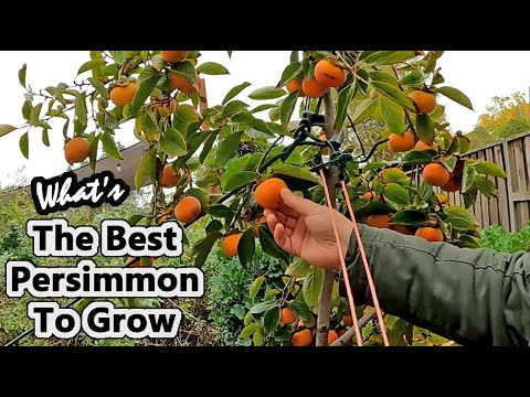 What Is The Best Variety Of Persimmon Tree To Grow For Backyard Gardens?