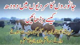 How to Increase Milk in Winter || Correct Use of Berseem , it’s side effects || Fog Fever in Animals