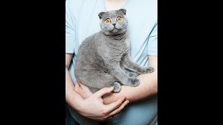 Cute & Funny Cat Videos TikTok Compilation by Kitty Luxx 15 views 2 years ago 2 minutes, 56 seconds