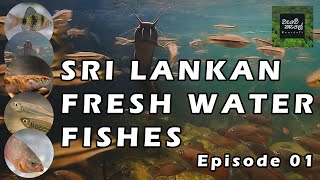 Sri Lankan Fresh Water Fishes | Episode 01 | ශ්රී ලංකාවේ මිරිදිය මත්ස්යයින් #documentary #ecology