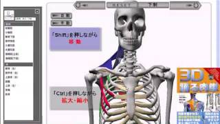 踊る肉単