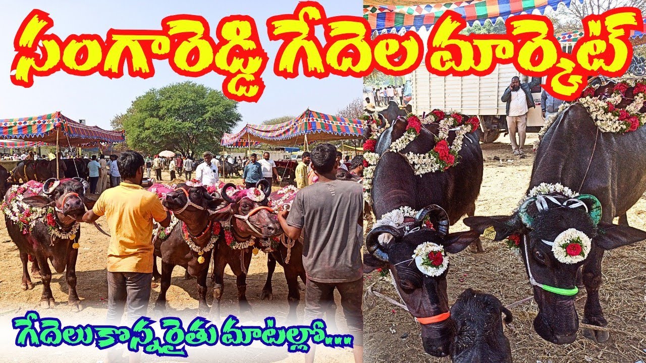 సంగారెడ్డి జిల్లా సోమవారం గేదెల మార్కెట్  || Sangareddy district Buffaloes Market || भैंसों बाजार