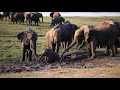 Elefanten im chobe nationalpark in botswana