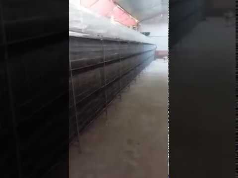 Video Mô hình dọn phân tự động cho chuồng nuôi chim bồ câu - youtube