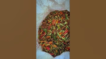 solusi masalah cabe patek
