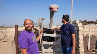 صناعة الملايين من تربية النعام في مصر -   ostrich making millionaires