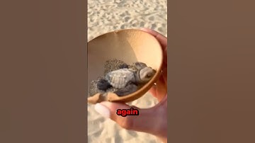 NEVER Buy Sea Turtles!! 😱🐢