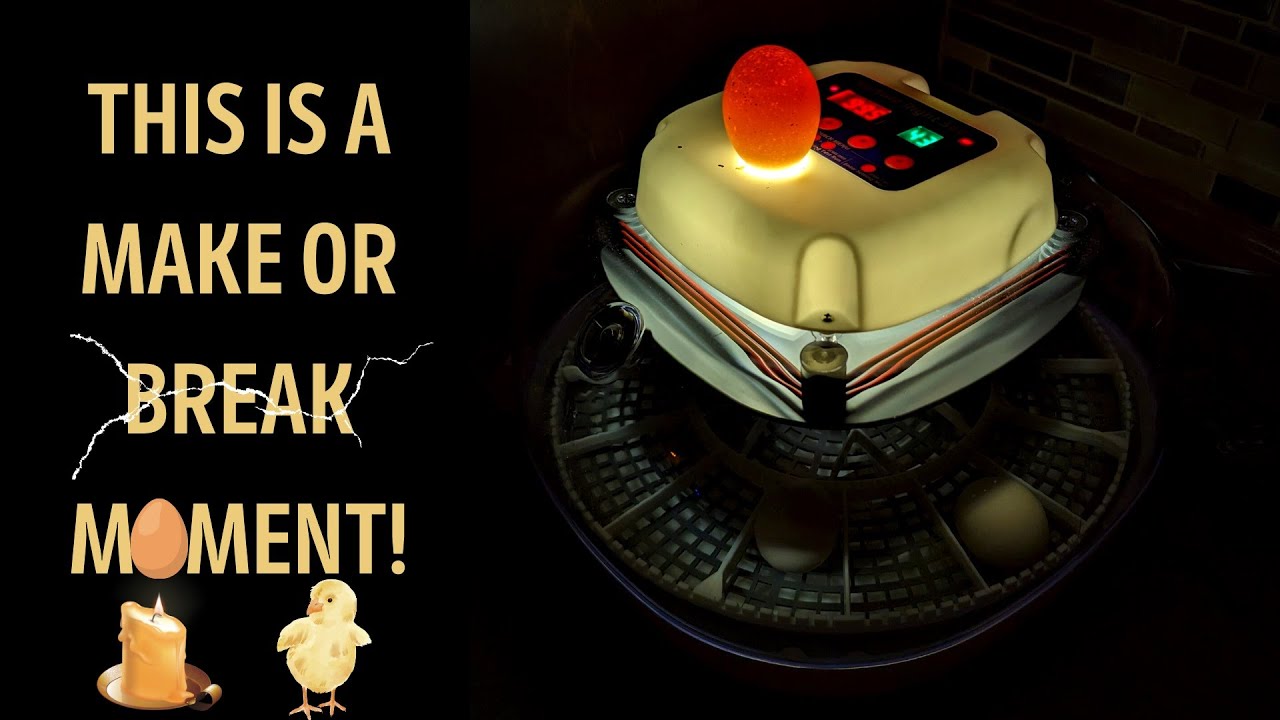 HOW TO Candling Our 13 Silkie Eggs In The Nurture Right 360 Home