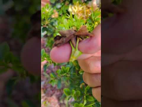 Video: Deadheading Gardenia - Cara Mematikan Semak Gardenia Agar Mekar Terus