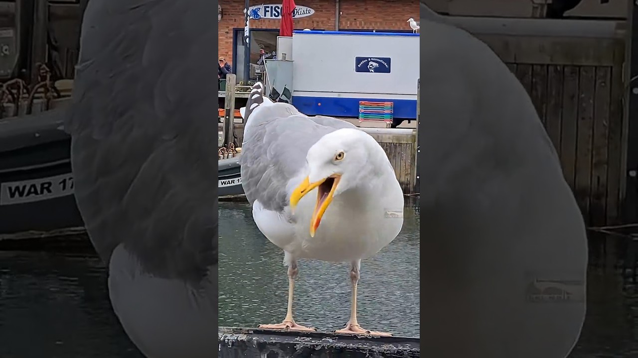 seagull sound / scream 2025  🐦 by ani male