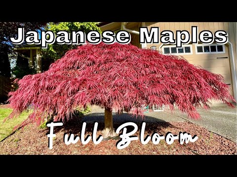 Japanese Maple Trees | Full Bloom | Spring | 2021