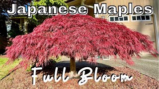 Japanese Maple Trees | Full Bloom | Spring | 2021