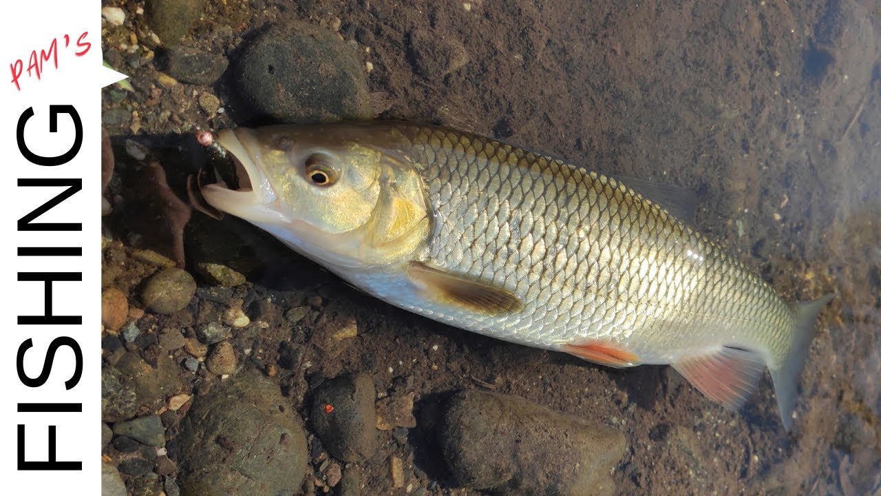 CHEVESNES ET TRUITE SUR LE TARN VIVEMENT L’ÉTÉ YouTube