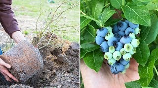 How to Grow Blueberries, Complete Growing Guide