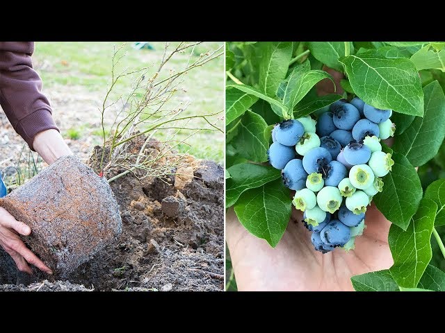 How to Grow Blueberries, Complete Growing Guide class=