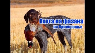 Охота на фазана на Криворожье, выпуск №81 (UKR)(www.nipnip.com.ua Страница 