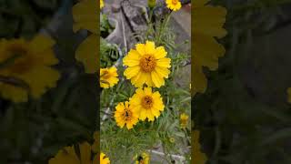 Genda phool Marigold terrace farming plants marigold organic gardening garden flowers