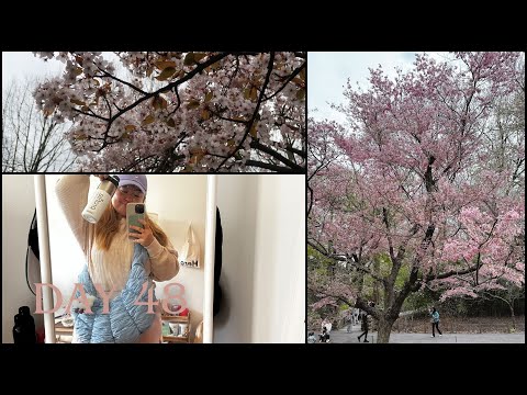 day 48 and I go see the Cherry Blossoms at Brooklyn Botanical Gardens 🌸