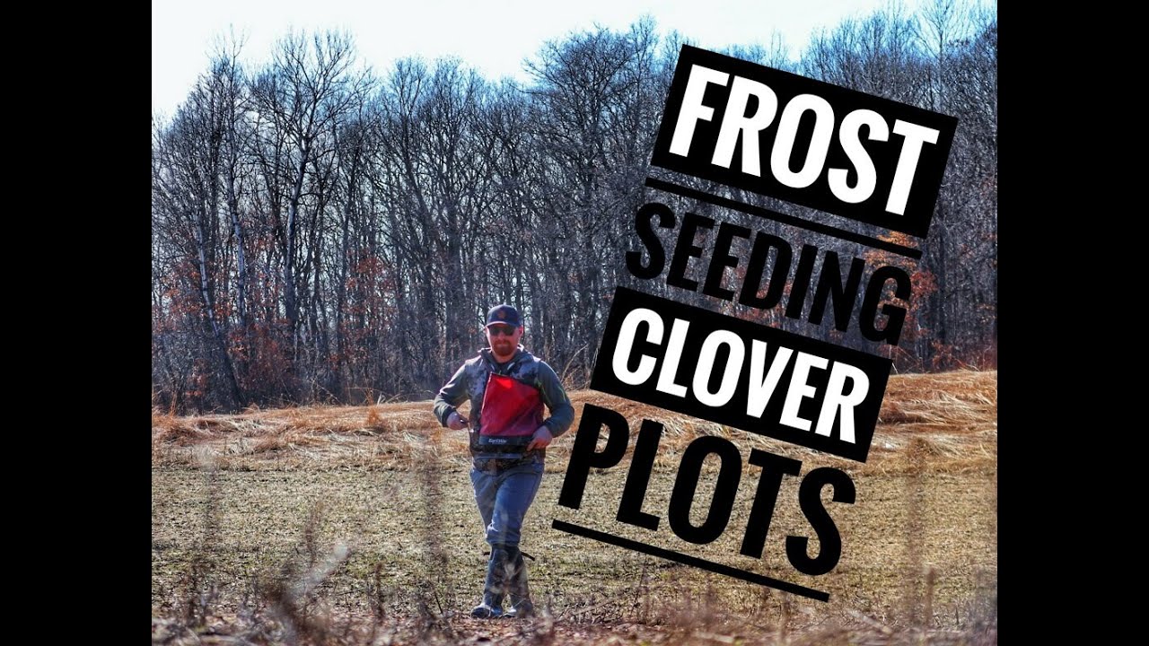 Frost Seeding Clover And Alfalfa Food Plots Youtube 