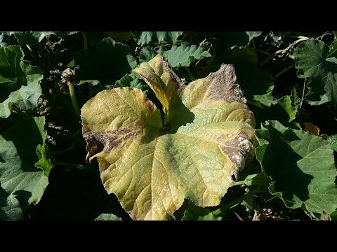 Vídeo: Folhas de abóbora murchando: como identificar a murcha de abóbora