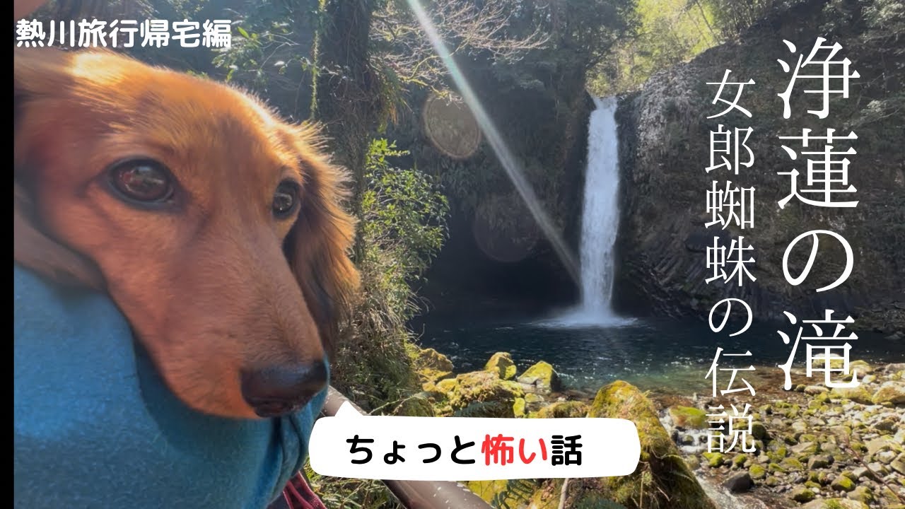 【犬連れ旅行】浄蓮の滝　202503