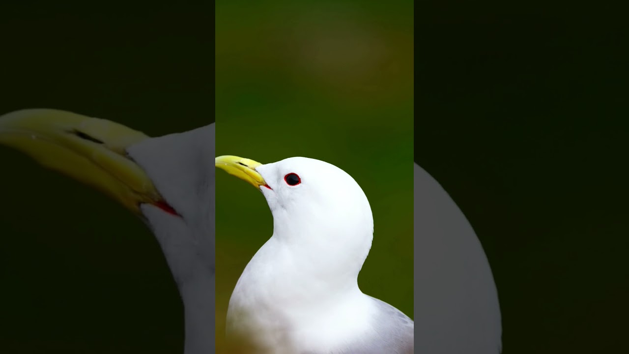 Kajava ihmettelee lintukalliolla 