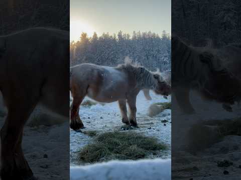 Northern animals🐴🐶❄️ / Северные животные🐴🐶❄️ #pandasakha #animals #winter