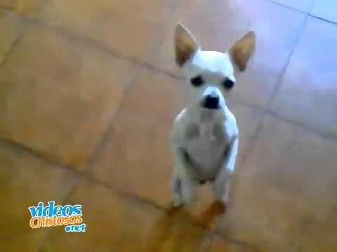 Chihuahua bailando flamenco - YouTube - Linkis.com - 480 x 360 jpeg 7kB