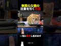 無関心な猫の注意を引く方法