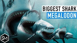 top 10 unbelievable facts about the biggest shark ever megalodon