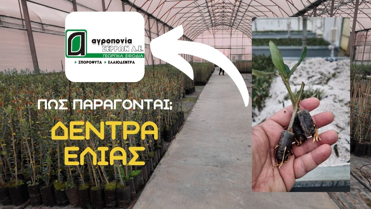 Πως Παράγονται Τα Δέντρα Ελιάς; | Επίσκεψη Στο Πρότυπο Φυτώριο Της Εταιρείας ΑΓΡΟΠΟΝΙΑ ΣΕΡΡΩΝ Α.Ε.