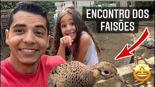 Encontro dos faisões | Plano da Lara pegar a fêmea