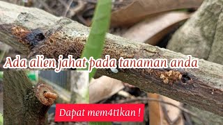 INI PENYEBAB TANAMAN ANDA TIDAK MAU TUMBUH DAN BERBUAH || HAMA TANAMAN | PENGERIK BATANG