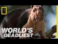 Cobra vs. Rat Snake | World's Deadliest