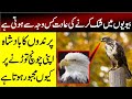 Incredible Facts About Eagle Shaheen | Reality Facts