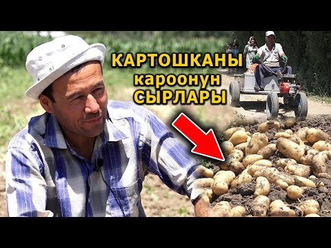 Video: Картошка отургузууда кайсы жол бар - картошканын уругун кантип тапса болот