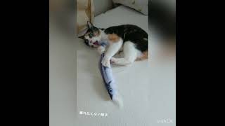 猫にまたたび100%のじゃれぐるみあげてみた。