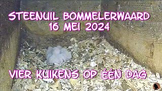 Vier Steenuil kuikens op één dag 16-05-2024