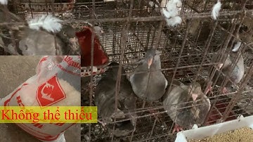 Cách làm đơn giản cho chim Bồ câu thêm khỏe mạnh