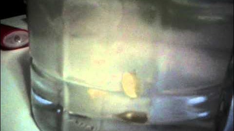 L I M E S E E D T I M E B L E E D