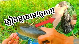 ดักลอบปลาช่อน/បានម្ហូបល្ងាចហើយ👉🐟🐟🐟