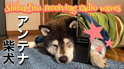 オーチャンと黒柴犬おぢ Kuro Shiba Inu Middle Aged Man Youtube