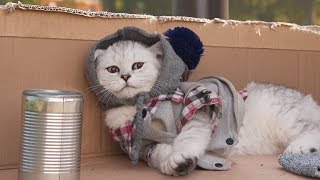 Обложка Aarons Animals NEW Video 2018 Скачать Aarons Animals NEW Video 2018